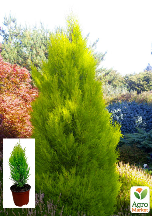 

Кипарис лимонний «Wilma» 2-х річний С3, висота 50-70см