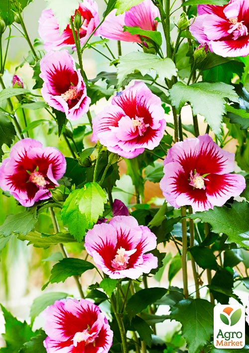 

Гібіскус сирійський напівмахровий Flower Tower Purple