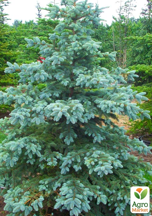 

Ексклюзив! Ялина насичено блакитна Далія (Dahlia) (преміальний, морозостійкий сорт, горщик P9)