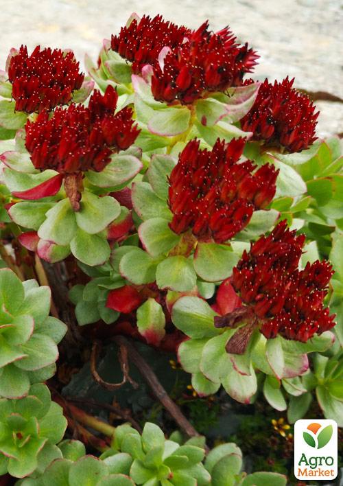 

Родиола Розовая (Золотой корень)