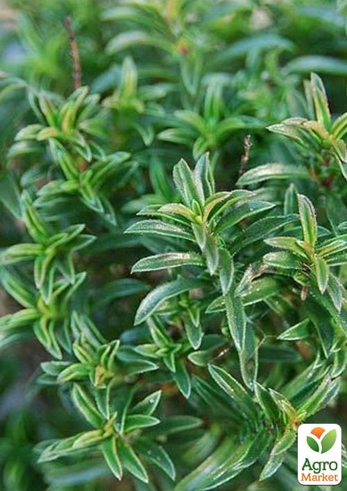 

Чабер гірський Bolero