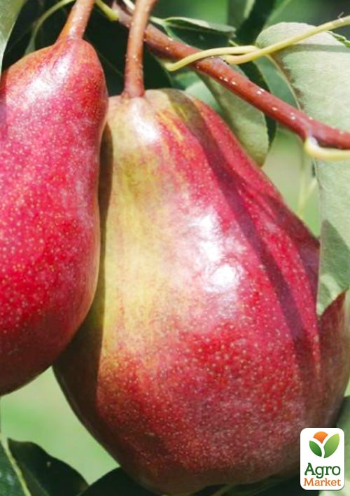 

Груша Ред Сенсейшн (летний сорт, раниий срок созревания)