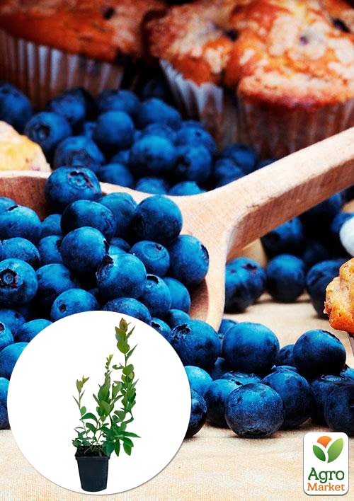 

Лохина (чорниця садова) рання Патріот (Patriot) дуже врожайна