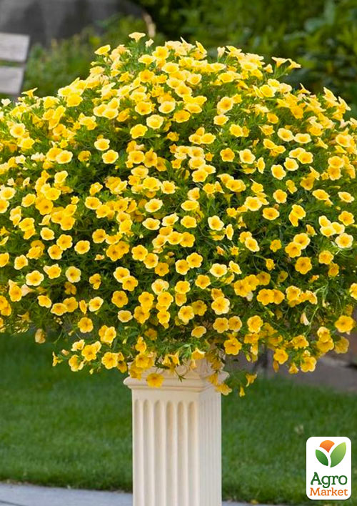 

Калибрахоа Calibrasket Yellow