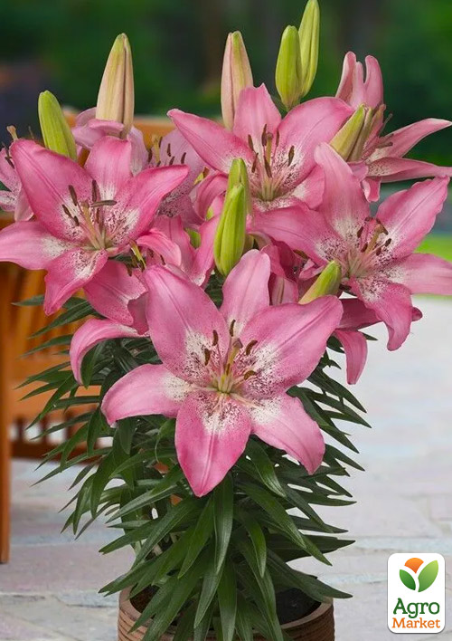 

Лилия Горшечная Trendy Nicosia