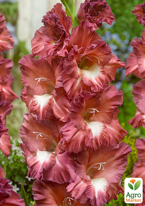 

Гладіолус Cappuccino