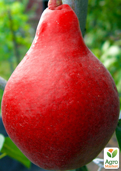 

Груша Старкрымсон (летний сорт, ранний срок созревания)