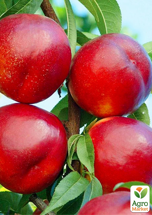 

Нектарин Біг Топ (лисий персик, середній термін дозрівання)