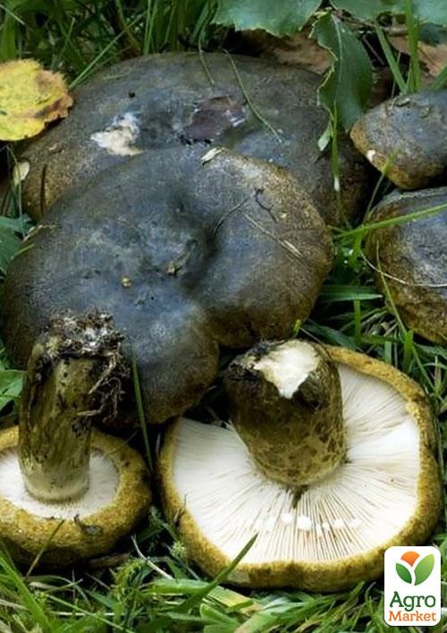 Сухий зерновий міцелій "Грузь чорний" 100г