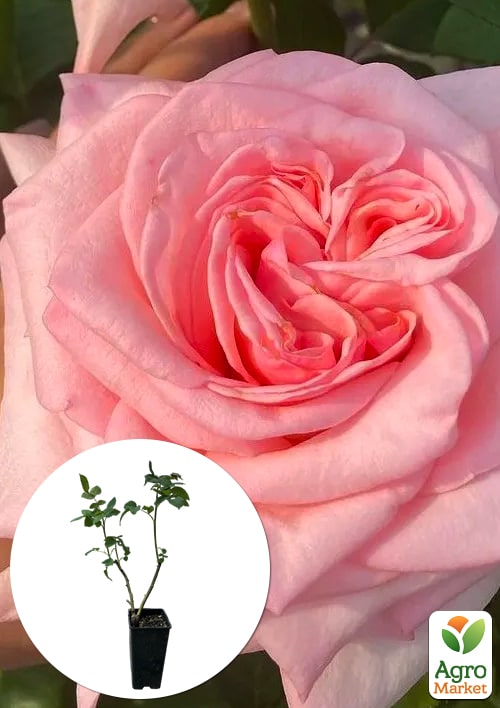 

Троянда чайно-гібридна Пінк Охара в контейнері, вищий сорт