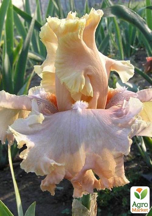 

Ирис бородатый крупноцветковый "Im Yours Lady" 1шт в упаковке