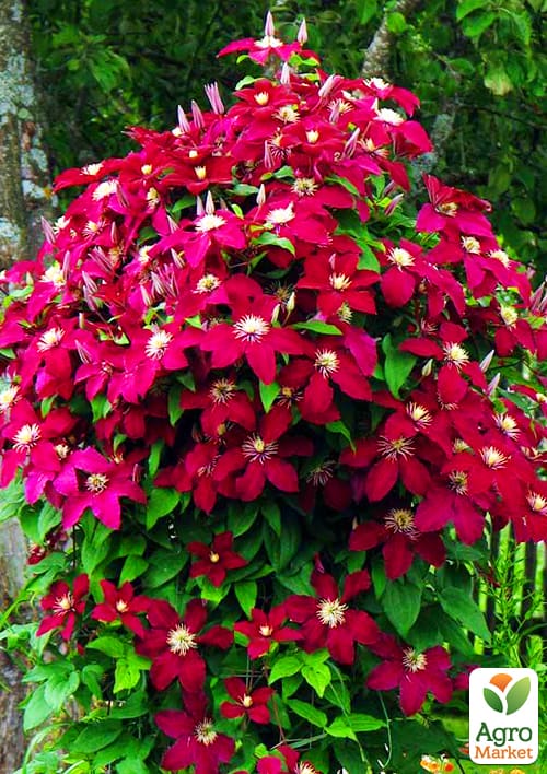 

Клематис Niobe (повторноквітучий сорт)