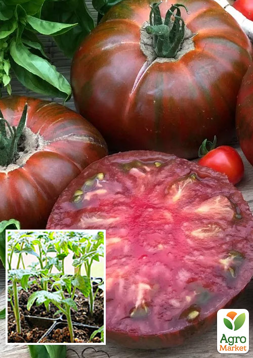 

Рассада Томат «Кальвадос» (фермерское взращивание), 1шт в упаковке