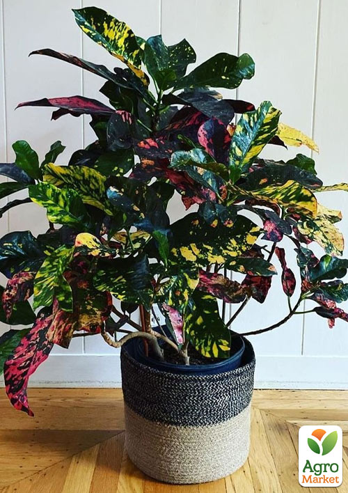 

Кодиеум Magnificent