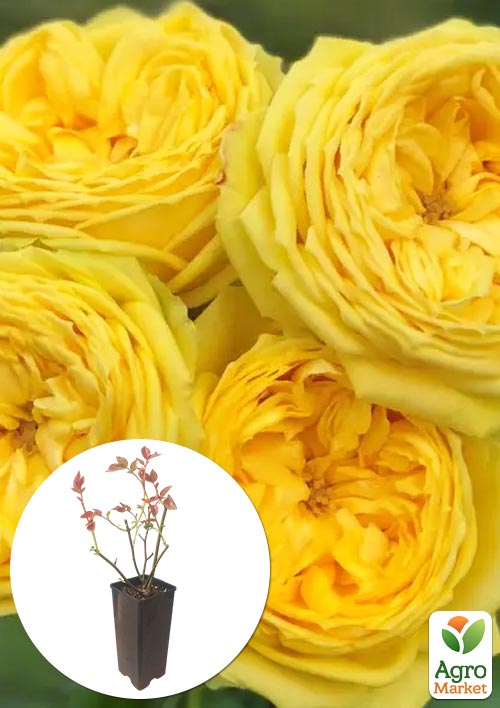 

Троянда англійська Каталіна у контейнері, вищий сорт