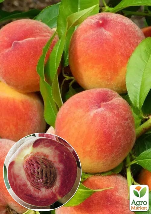 

Персик красномясый Октобер Ред (Осtober Red) (премиальный ранне-осенний сорт)