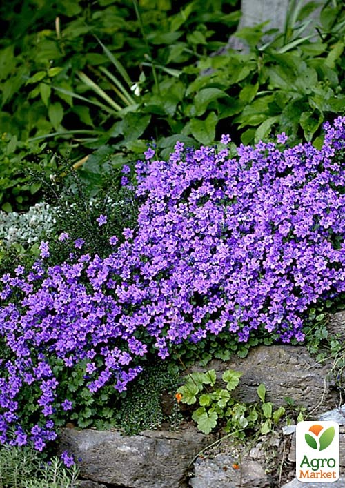 

Кампанула Portenschlagiana Catharina