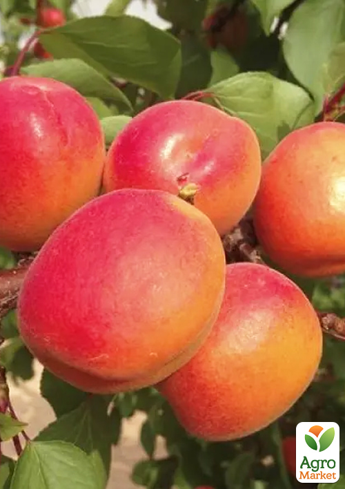 

Абрикос Перле Кот (літній сорт, середній термін дозрівання)