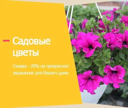 Акция! Садовые цветы Акция! Садовые цветы