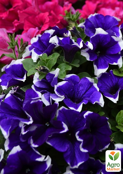 

Петунія ампельна Crazytunia Blue Picotee