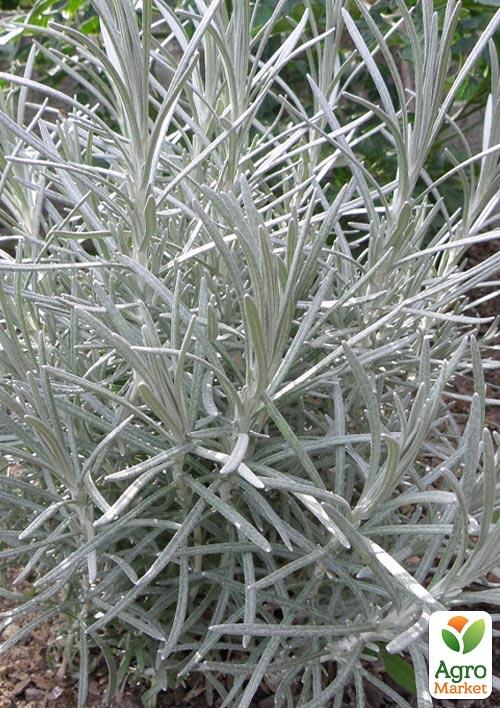 

Міні-карі (Helichrysum italicum Aladin)