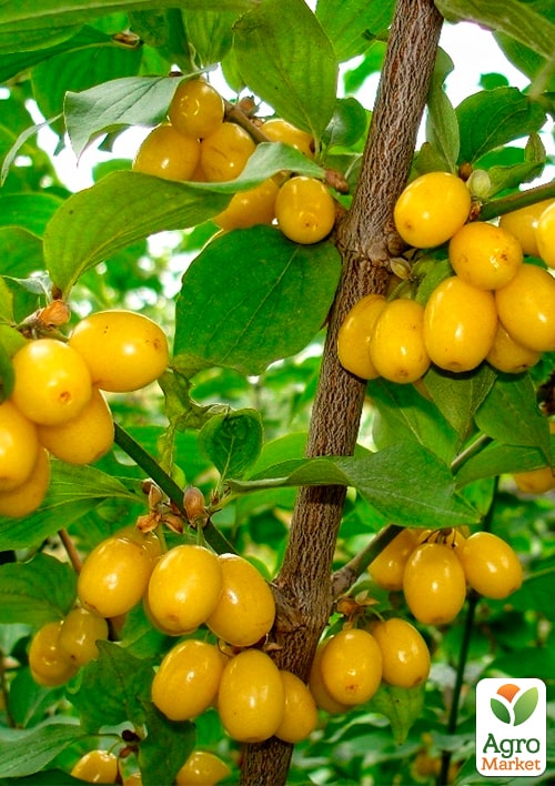 

Кизил желтый Янтарный укорененный в контейнере