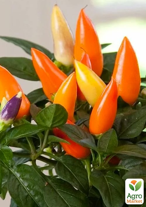 Перец комнатный "Orange" острый (съедобный, декоративный) 1 саженец в упаковке (комнатный)