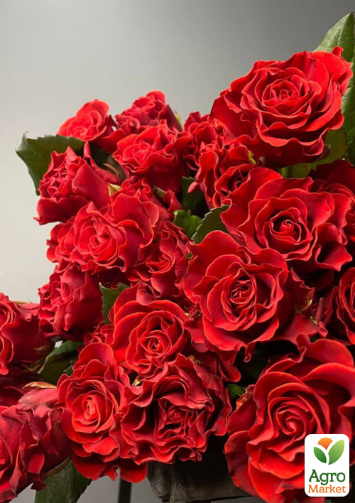 

Роза чайно-гибридная Эль Торо (саженец класса АА+) высший сорт