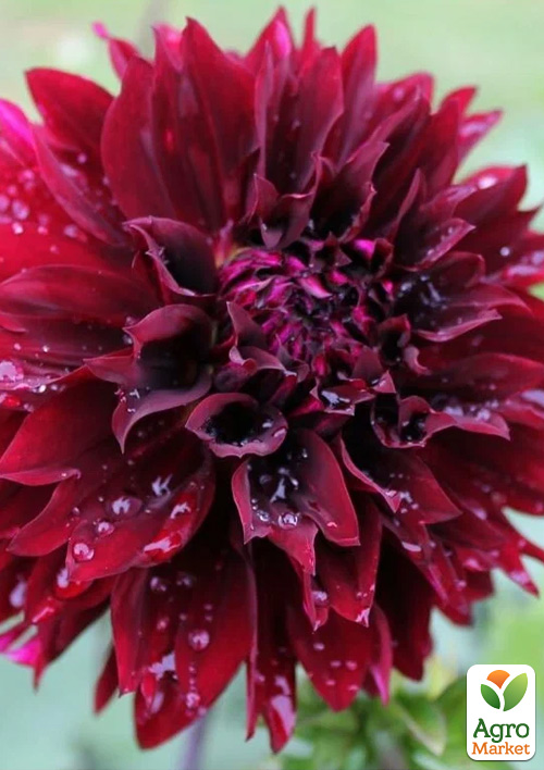 

Георгина Dark Fubuki