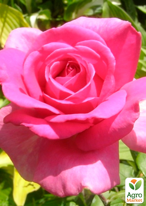 

Троянда чайно-гібридна Lancome (саджанець класу АА+) вищий сорт