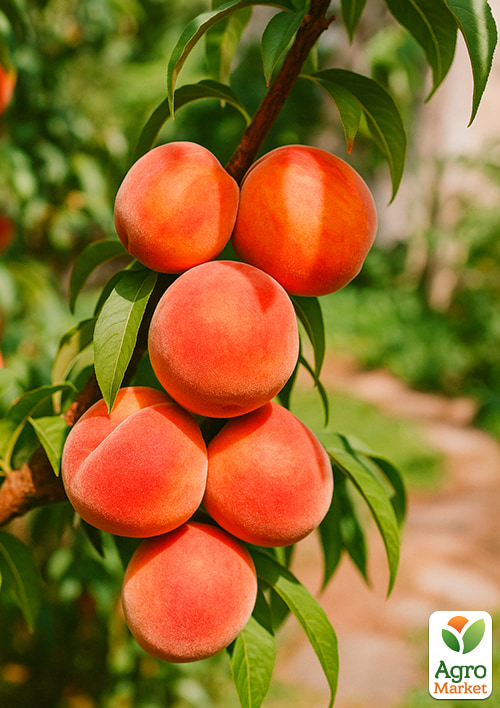 

Персик Сан Хрест (літній срот, середній термін дозрівання)