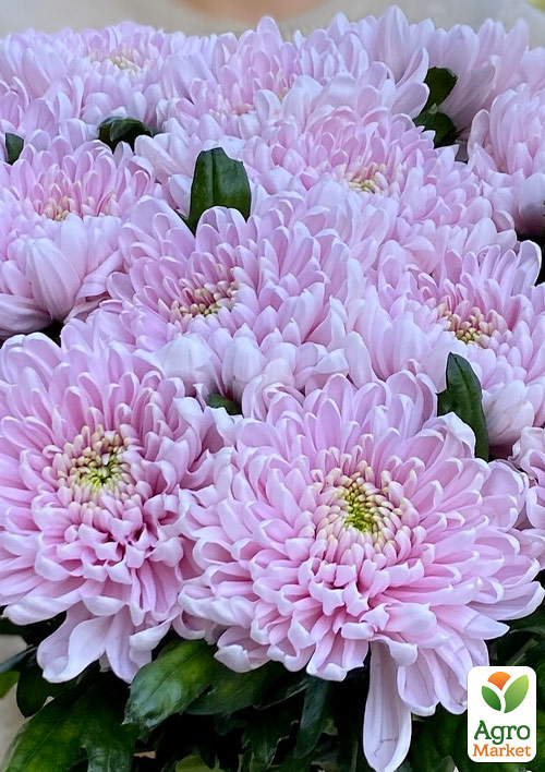 

Хризантема Ottawa Rose (низкоросла крупноквіткова)