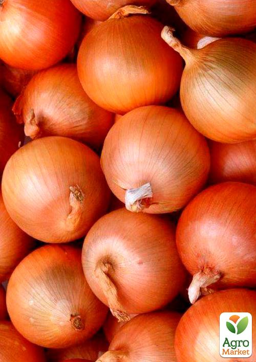 

Голландский лук-севок 0.5кг (арбажейка) ранний, светло-золотистый Альфа