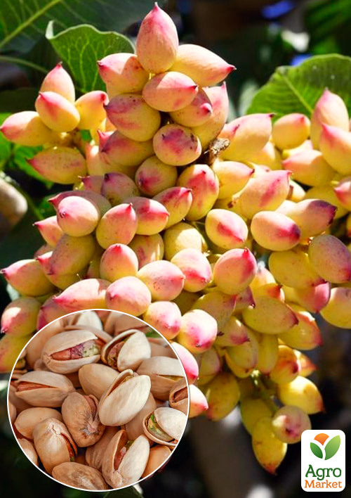 

Фісташка 2-х річна Керман (великоплідна, морозостійка, не схильна до хвороб)