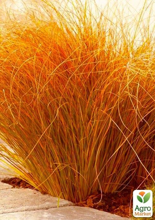 

Осока терракотовая Прайре Фаер (Carex testacea `Praire Fire`)
