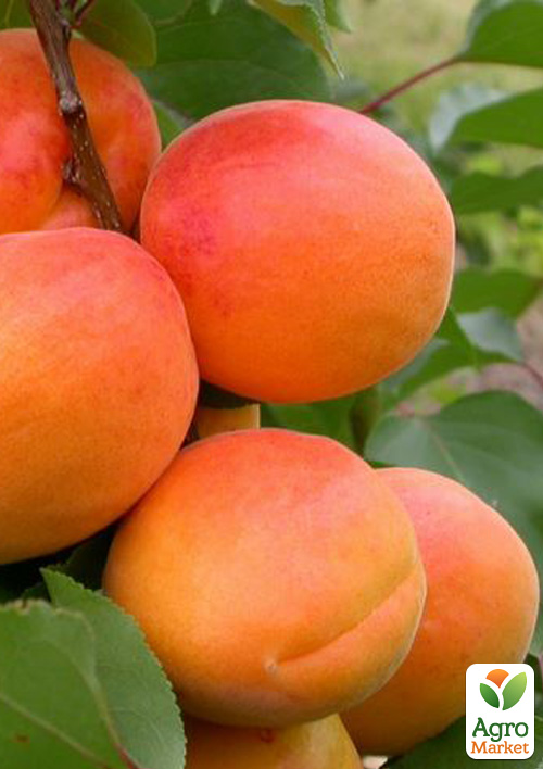 

Абрикос Наслаждение (літній сорт, середньо-пізній термін дозрівання)