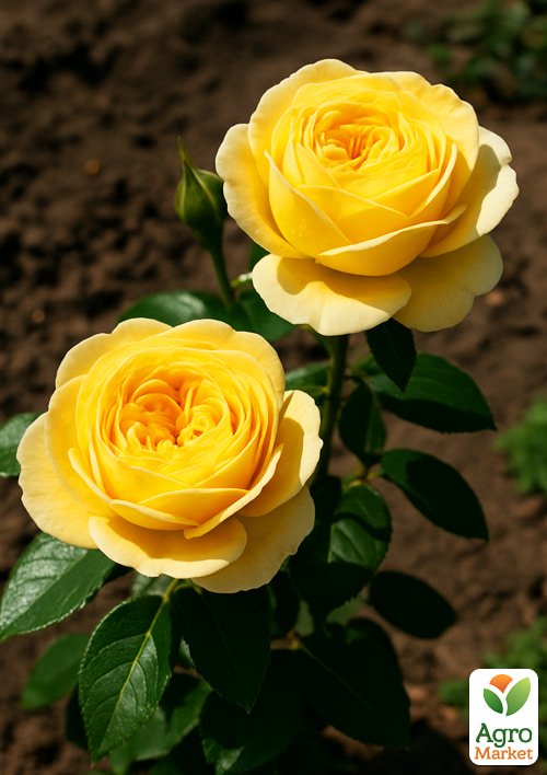 

Роза пионовидная Кассандра (саженец класса АА+) высший сорт