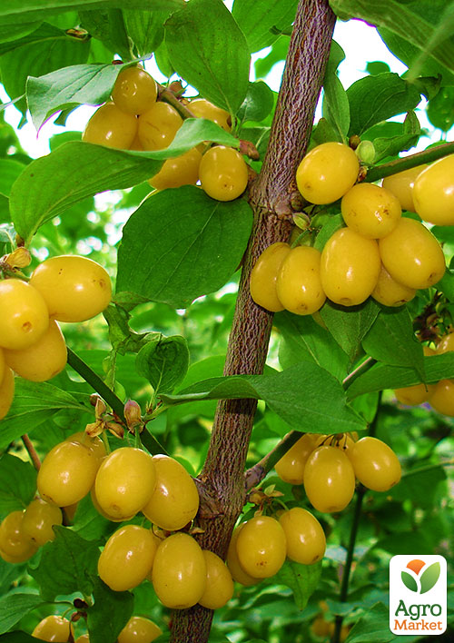 

Кизил желтый Буковинский