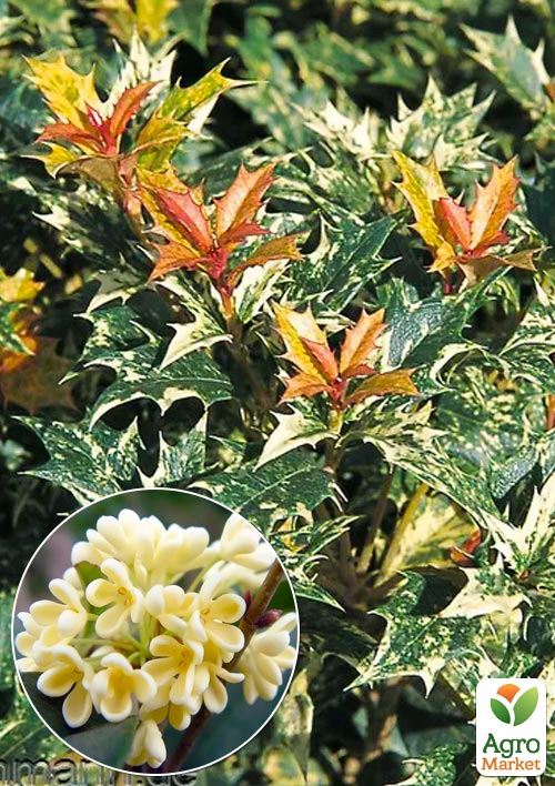 

Османтус Variegatus (вечнозеленая декоративная изгородь)