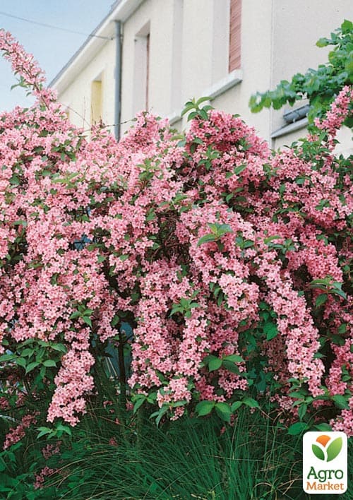 

Вейгела на штамбе Rosea вазон С3, высота 150-170см