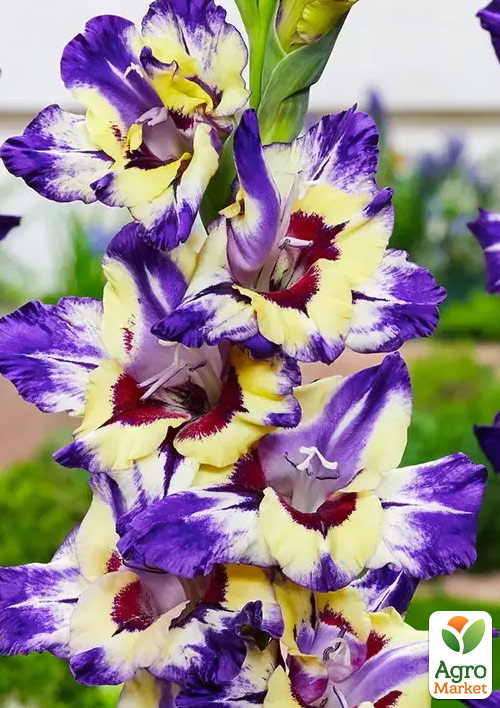 

Гладіолус Circus Color