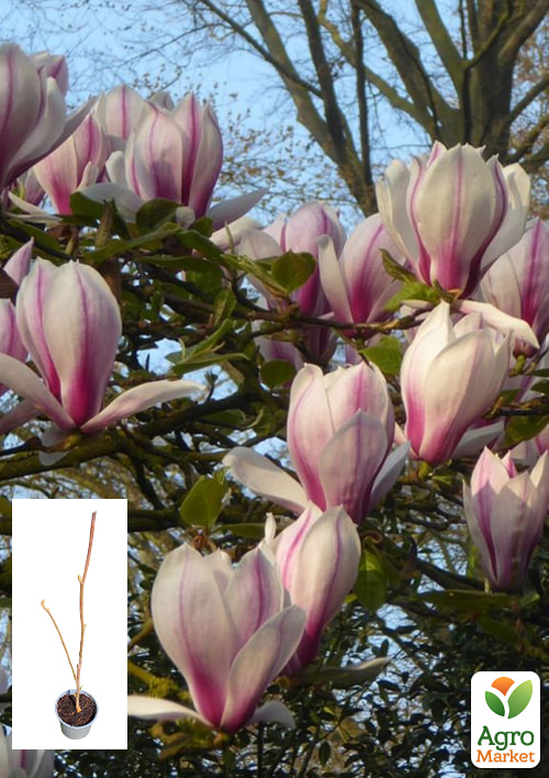 

Магнолія 2-х річна оголена Purpurascens (висота 30-40см)