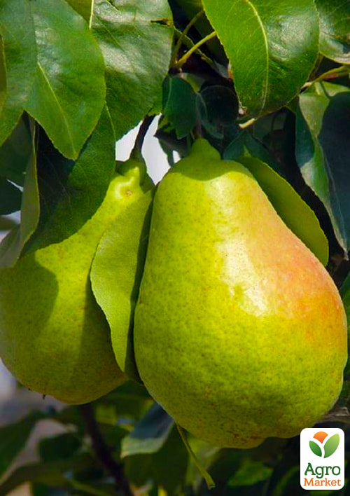 

Груша Ноябрська (ранньозимовий сорт, пізній термін дозрівання)