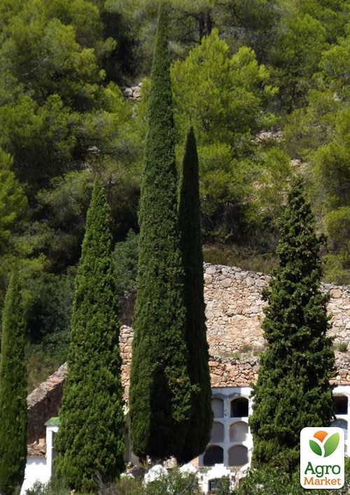 

Кипарис Итальянский 3-х летний (Cupressus sempervirens) С1,5 высота 35-45см