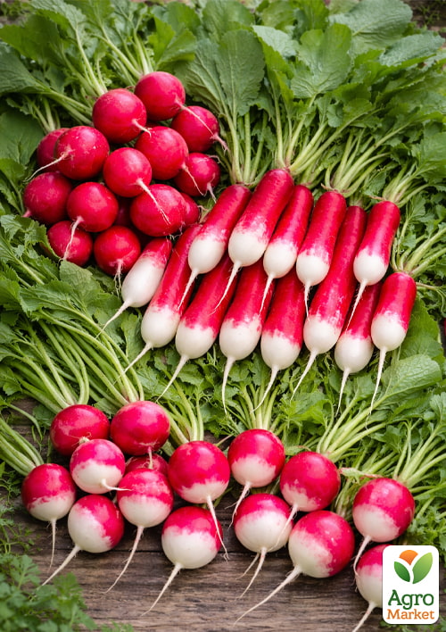 

Комплект насіння редис Прекрасний хрускіт 5уп