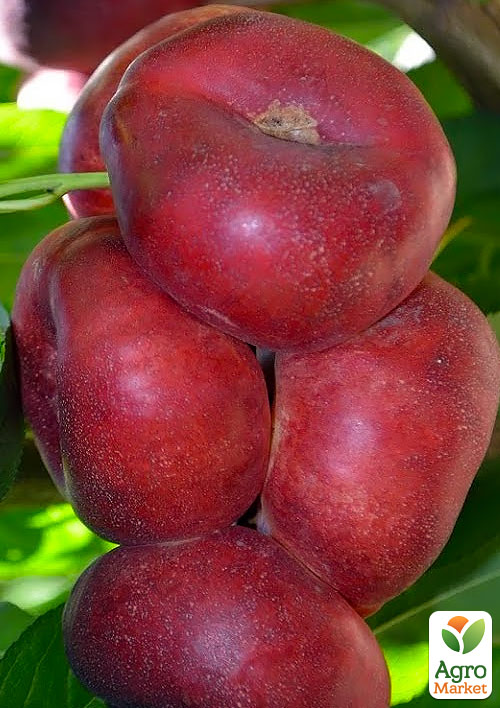 

Нектарин инжирный пирамидальный Концеттина 1саженец в упаковке.