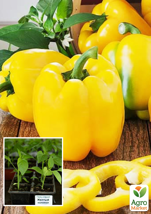 Рассада Перец сладкий «Желтый Колокол» (фермерское взращивание), 1шт в упаковке