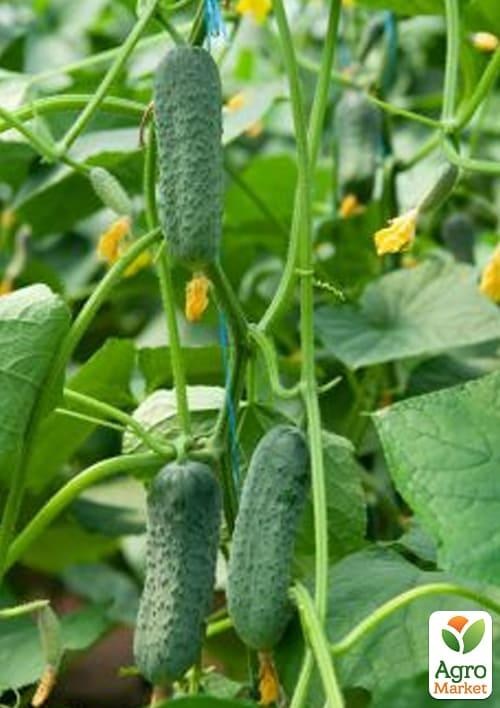 

Огурец Аргумент ТМ Vesna Select 1г