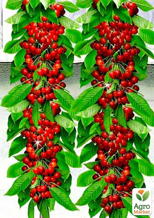 

Колоновидні, комплект з 2-х сортів Черешня Хелена + Черешня Червона помада 2шт саджанців