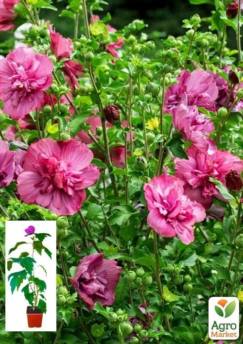 Гибискус сирийский "Magenta Chiffon" С2, высота 45-70 см 1 саженец в упаковке